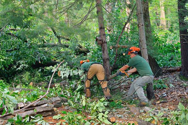 Best Tree Root Removal  in Gardner, MA